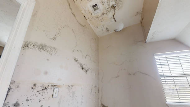Dehumidification Services in La Luz, NM