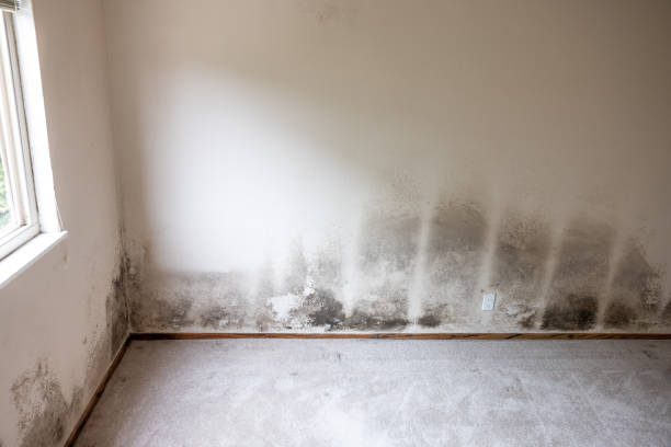 Best Post-Construction Mold Inspection  in La Luz, NM